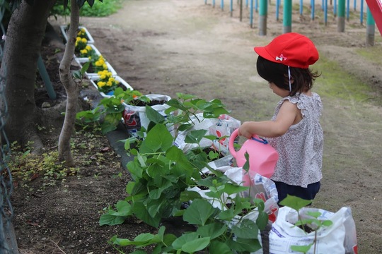 植物に水をやっている園児の様子